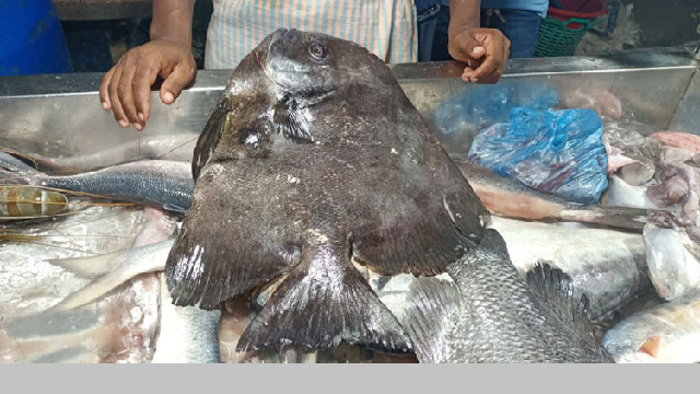 বিরল ‘লংফিন ব্যাট ফিস’ এর দেখা মিললো কুয়াকাটায়