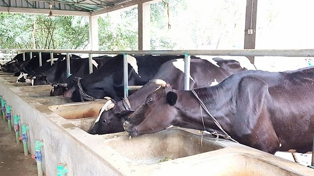 কোরবানির পশুর ঘাটতি নেই যশোরে