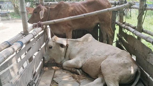 মেহেরপুরে ছড়িয়ে পড়েছে লাম্পি স্কিন রোগ, মরছে গরু