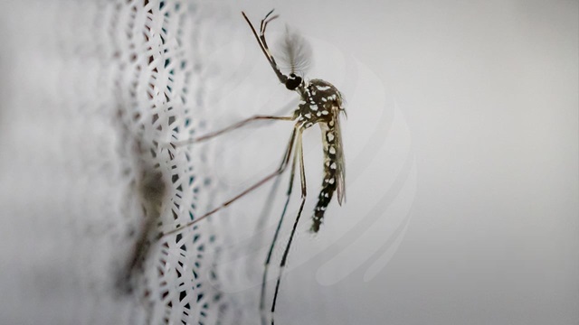 ডেঙ্গুতে ২৪ ঘণ্টায় আরও ৫ জনের মৃত্যু