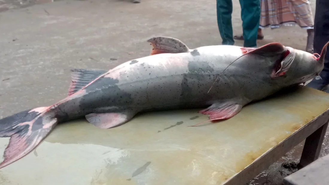 নারিকেল দুধে ইলিশ মাছের কোরমা তৈরির রেসিপি