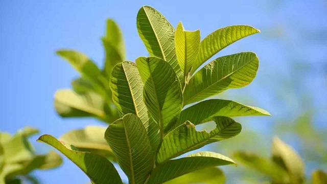ছবি সংগৃহীত