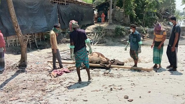 খামারির ৪ গরুর রহস্যজনক মৃত্যু, করা হলো ময়নাতদন্ত