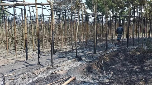 ভেড়ামারায় আগুনে পুড়ল ৬০ বিঘা জমির পানের বরজ