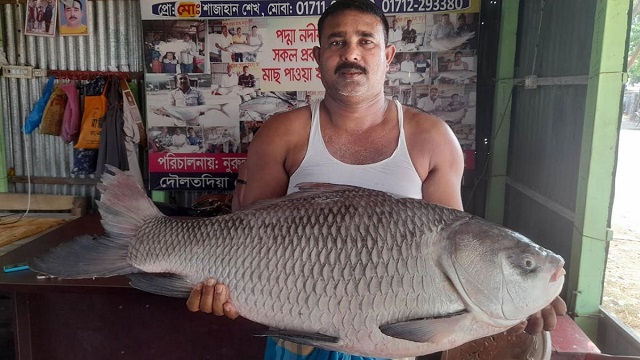 পদ্মা নদীর কাতল ২১ হাজারে বিক্রি