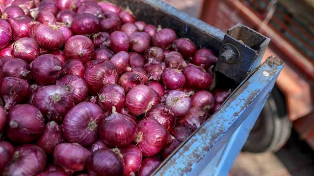 ভারত সরকার চাইছে জানুয়ারির মধ্যে পেঁয়াজের দাম ৪০ রুপির নিচে নিয়ে আসতে। ছবি: গেটি ইমেজেস, বিবিসি